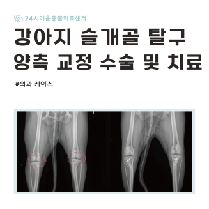 [케이스 리포트] 양측 슬개골 탈구 증례: 수술적 교정과 회복 과정
