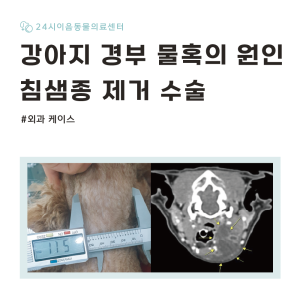 [케이스 리포트] 강아지 경부 물혹: 침샘종 제거 수술