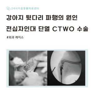 [케이스 리포트] 강아지 후지 파행을 유발한 십자인대 단열 증례: CTW…