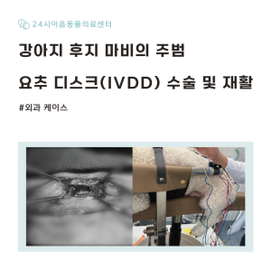 [케이스 리포트] 급성 마비를 유발한 요추 디스크(IVDD) 증례: 수술…